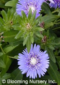 Stokesia laevis 'Blue Danube'                     